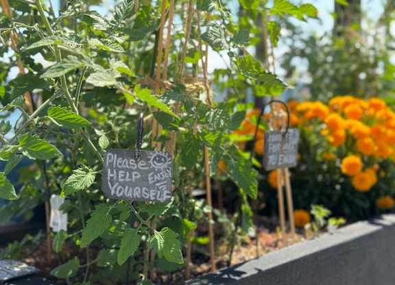 a garden with plants with signs saying please help yourself at Spyglass Hill Apartments, Bremerton, 98337