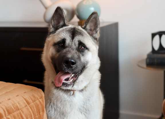 Pet friendly apartment home with happy dog at The Wren Apartments, Lawrenceville, GA 30043