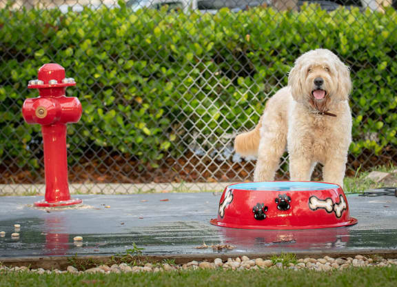 Pet Friendly Community at The Sophia at Abacoa, Jupiter