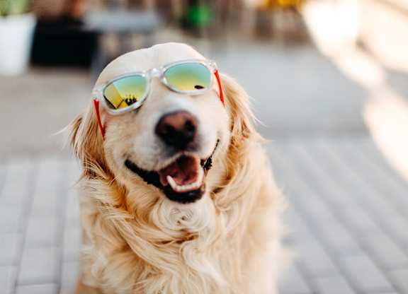 A dog wearing sunglasses and smiling.