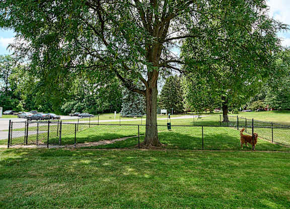 A dog is standing in a grassy area behind a fence.