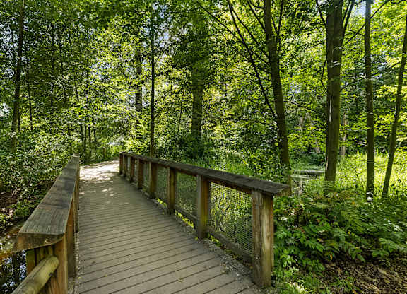 A wooden walkway leads through a lush green forest.