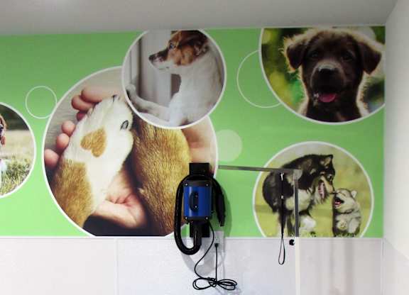 A blue table with a mouse on it and a green wall with pictures of dogs.