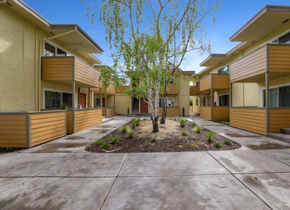 a tree in the middle of a sidewalk in front of a building