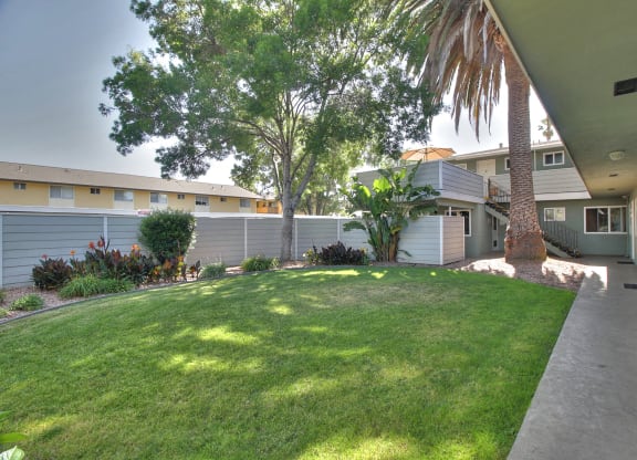 A well-maintained lawn with a palm tree and a building in the background.