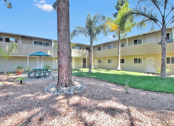 A tree in a courtyard surrounded by buildings.