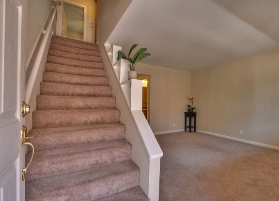 a carpeted staircase in a home with a potted plant