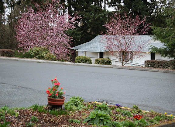 A white house with a pink flowering tree in front.