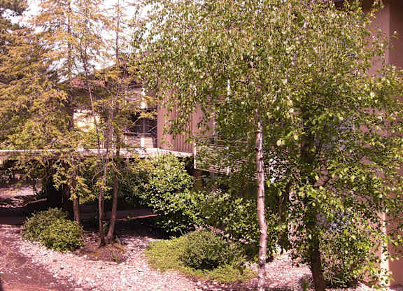 A tree with green leaves stands in a garden.