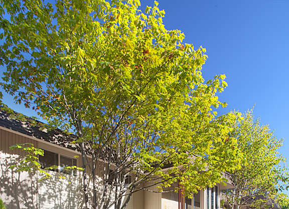 A tree with yellow leaves is in front of a building.
