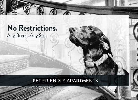 Lexington Hills pet friendly