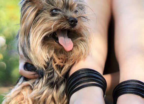 Pet Spa Center at The Benjamin Seaport Residences, Boston, MA, 02210