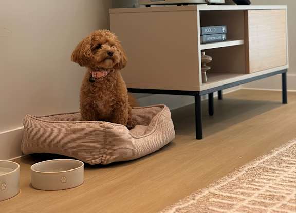 Dog is sitting on a dog bed at Emporium House Apartments, Reading