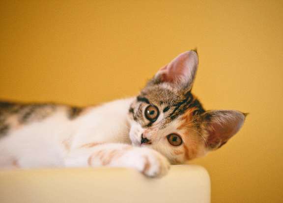 a cat laying on top of a chair