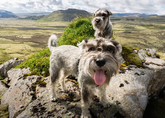 Two dogs standing on a rock with a landscape in the background.