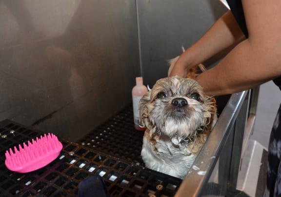 a small dog is being washed in a bath tub