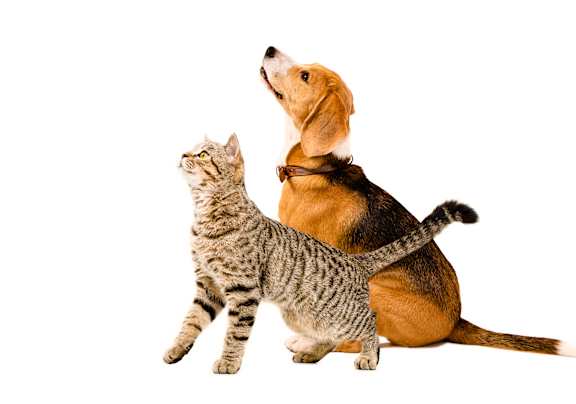 A cat and a dog are looking up at something.