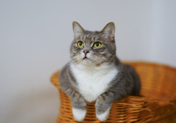 A cat with grey and white fur is sitting in a wicker basket at Aviator West 7th, Fort Worth