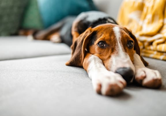 a brown and white dog laying on a couch