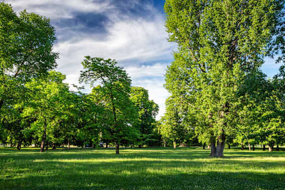 A grassy field with trees in the background.