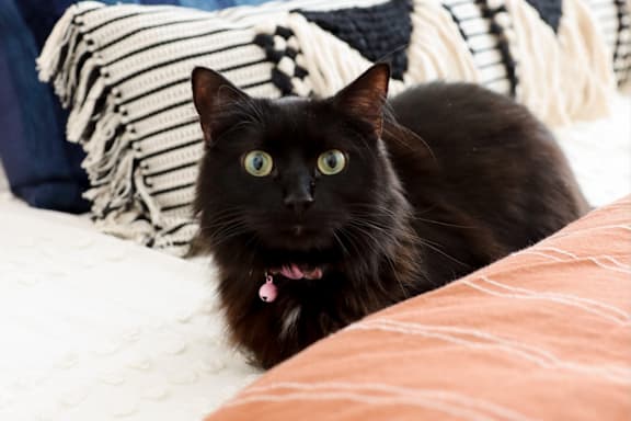 black cat with green eyes at District on the Etowah Apartments, Canton Georgia