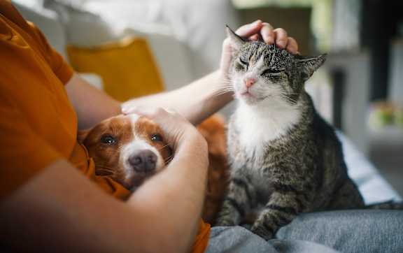 A Person Patting dog and Cat at Avenues at Tuscan Lakes, League City, TX, 77573