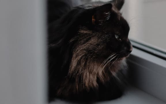 a black cat laying on a window sill