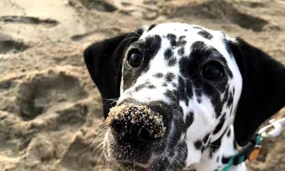 Dalmatian Dog at the beach