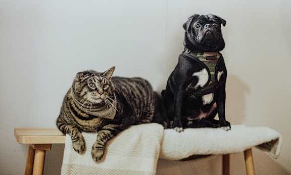 A cat and a dog sitting on a couch.