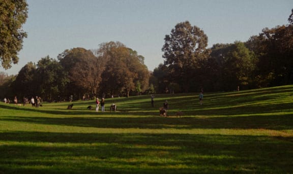 people playing in the park on a sunny day
