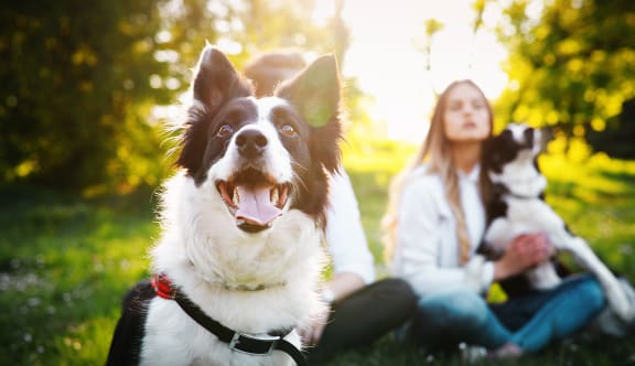 a woman and two dogs sitting in the grass