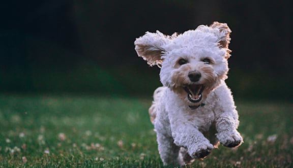 A white dog is running in the grass.