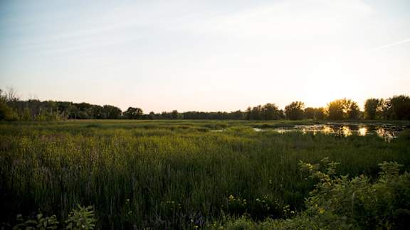 A field of tall grass with a body of water in the distance. at Petries Landing I Apartments , Ottawa, ON, K4A 1K4