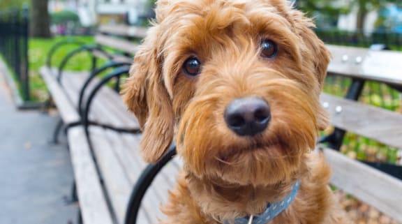 a brown dog sitting on a park bench