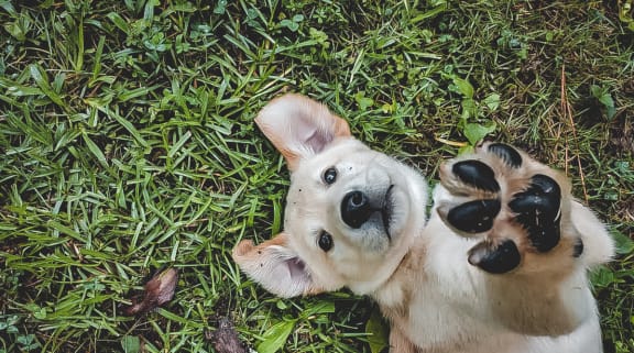 dog playing in grass