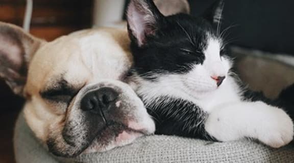 Spring Ridge Apartments Pet Friendly