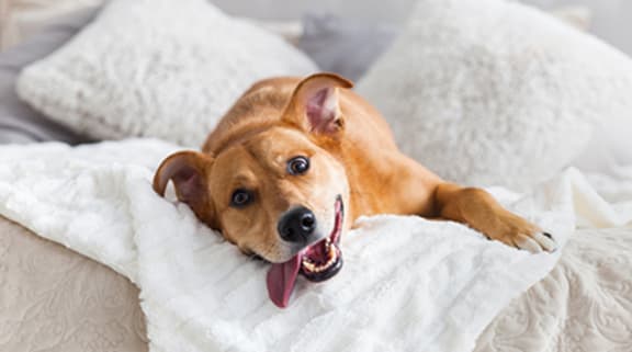 a dog laying on a blanket on a bed