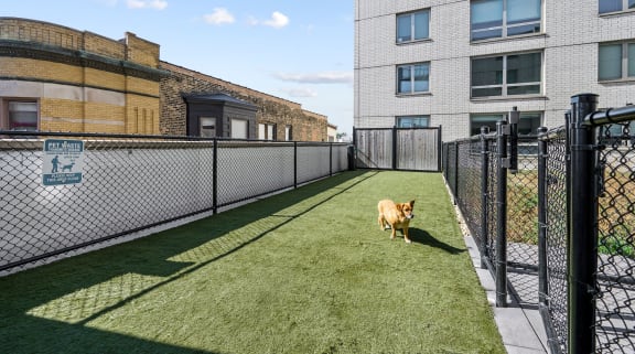 a dog is walking on a fenced in yard at Lakeview 3200 Apartments, Chicago, IL, 60657
