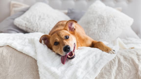 a dog laying on a bed with a blanket at Birdie on Woodland Greens, Austin, Texas
