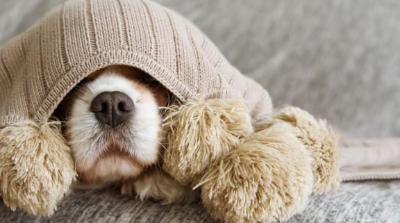a dog sleeping with its head under a blanket