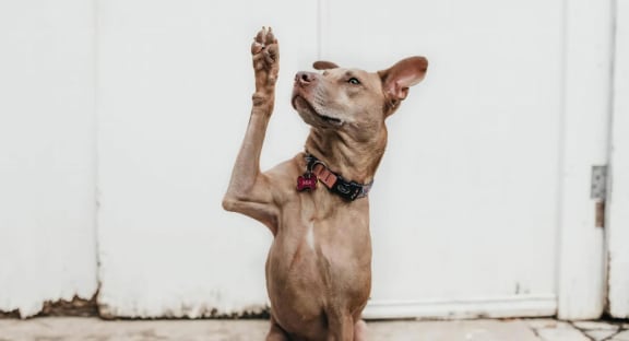 Dog Reaching Up