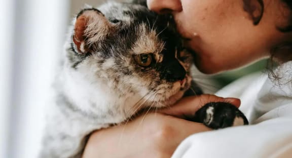Cat Being Held By Owner