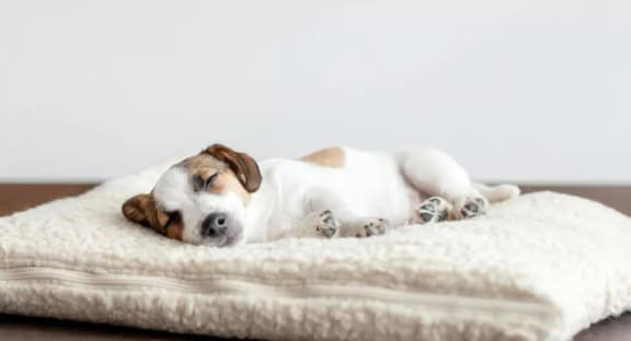 Sleeping Dog