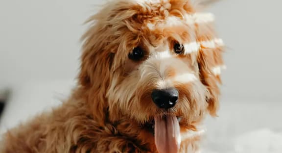 Dog Sitting with Tongue Out