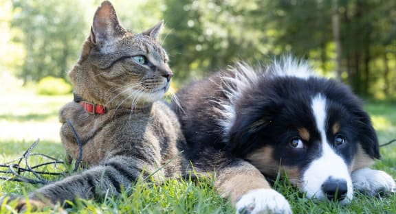 Dog and Cat Sitting Outside