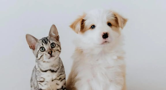 Dog and Cat Together