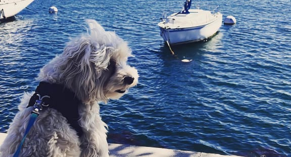 Dog Sitting at the Marina