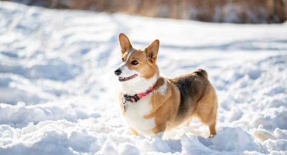Corgi Standing In Snow