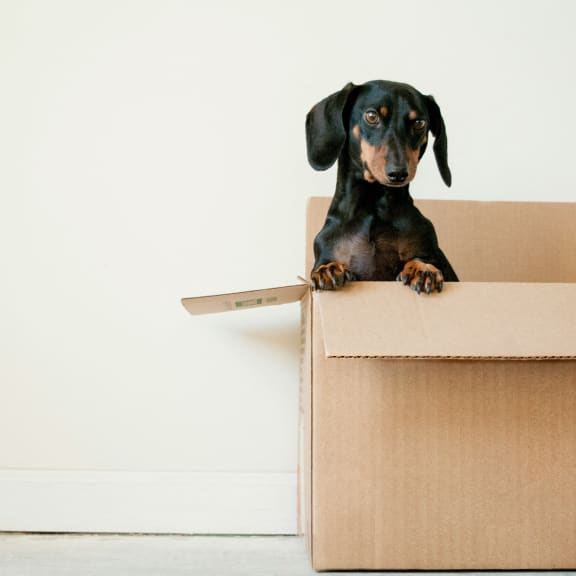 little dog inside a cardboard box