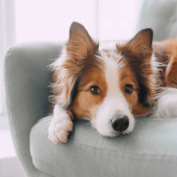 Pet Friendly at The Retreat at Walnut Creek, Ohio
